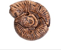 Guidecraft Magnetic Fossil 3D Puzzle - Ammonite-2