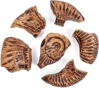 Guidecraft Magnetic Fossil 3D Puzzle - Ammonite-3