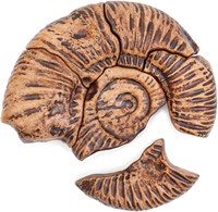 Guidecraft Magnetic Fossil 3D Puzzle - Ammonite 4