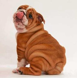 Twisk Diamond painting Bulldog DL4040/113