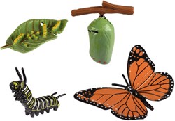 Eduplay Schmetterling Lebenszyklus Lernspielzeug - lehrreich