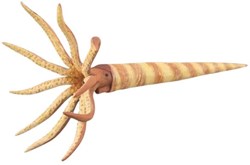 COLLECTA Orthoceras - (L)