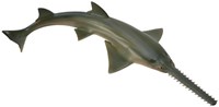 COLLECTA Sägefisch - (M)-2