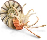 COLLECTA Pleuroceras Ammonit - (XL)