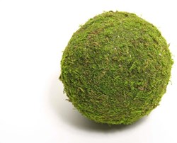 Bal Mos Asia Ø20cm
