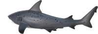 Mojo Jouet Sealife Requin Taureau - 387270-3