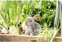 Steiff Dormili rabbit, 21 cm, light grey-3