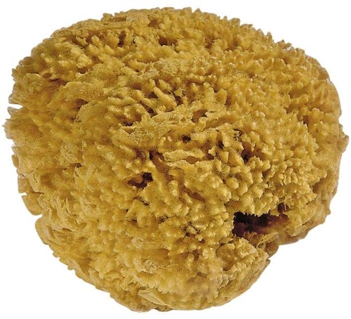 Mercurius éponge naturelle 100% naturelle pour enfants et jeux créatifs