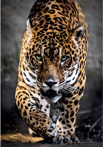 Clementoni puzzel 1000pcs jaguar-2