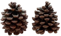 Geur dennenappels Pine Tree 2 stuks