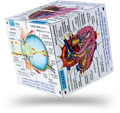 ZooBooKoo *Human Body Cube Book - Spanish-2