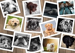 Grafika Chiens - 2,000 pieces