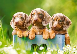 Castorland Cute Puppies - 500 pieces
