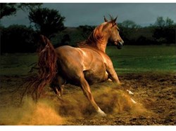DToys Jigsaw Puzzle - 1000 Pieces - Horses : Beige Horse - 1,000 pieces