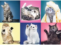 Trefl Kittens - 500 pieces