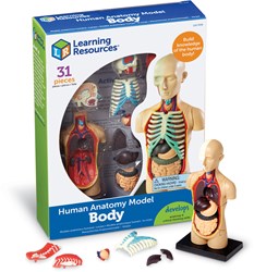 Learning Resources Learning Resources - Anatomy Model - Human Body