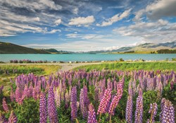 Clementoni puzzle - 1500 pièces - Lupins au lac Tekapo - paysage