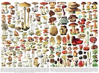 New York Puzzle Company Puzzle Pilze 1000 Teile Vintage Pflanzenmotiv