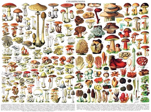New York Puzzle Company Puzzle Pilze 1000 Teile Vintage Pflanzenmotiv